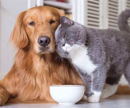 Evcil Hayvan İzinli Villalar